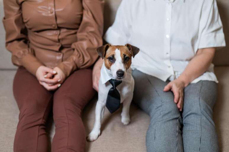 Acordos de divórcio incluem guarda compartilhada e até pensão para pets