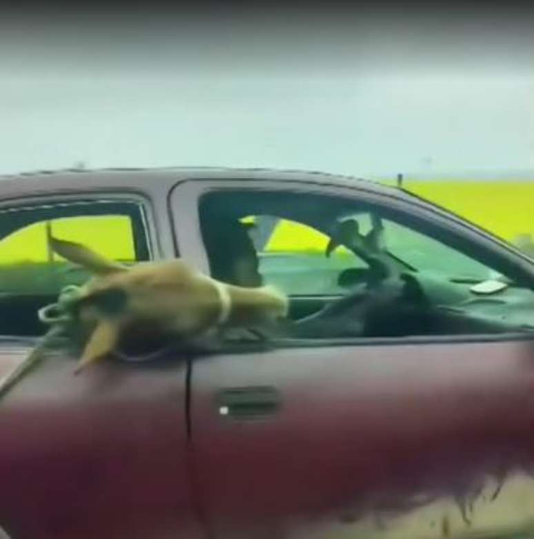 Cavalo sendo transportado dentro de carro