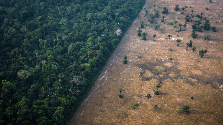 Lei de Crimes Ambientais é principal marco regulador de legislação relativa ao meio ambiente