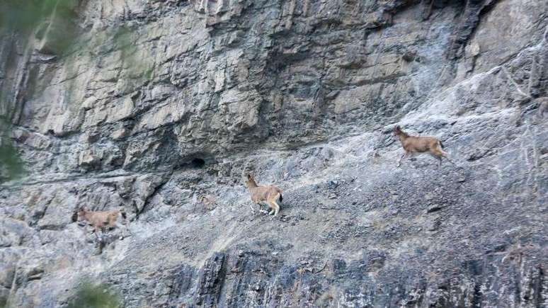 As cabras possuem a impressionante capacidade de escalar rochedos inclinados