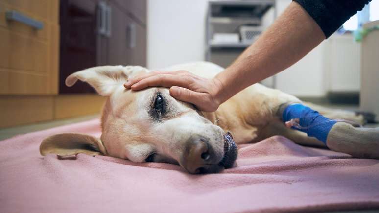 Estudo recente sugere que frequência dos procedimentos de eutanásia pode estimular a ideação suicida entre veterinários