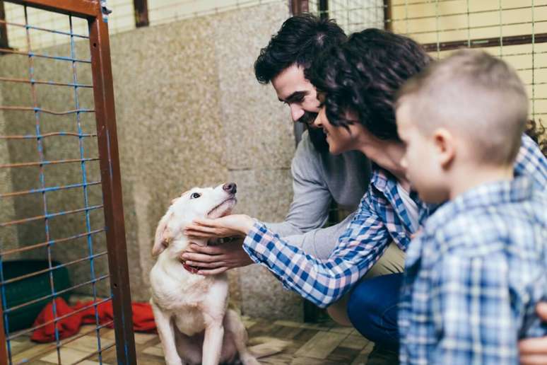 A adoção ajuda a reduzir o número de cães sem lar 