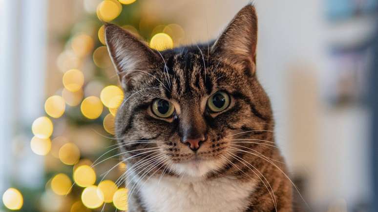 Quer montar sua árvore de natal mas tem um gatinho em casa? Veja três dicas