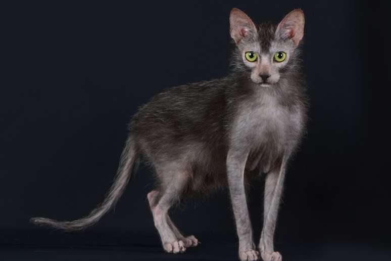 É importante que o tutor esteja atento à saúde do lykoi devido à ausência de pelos 