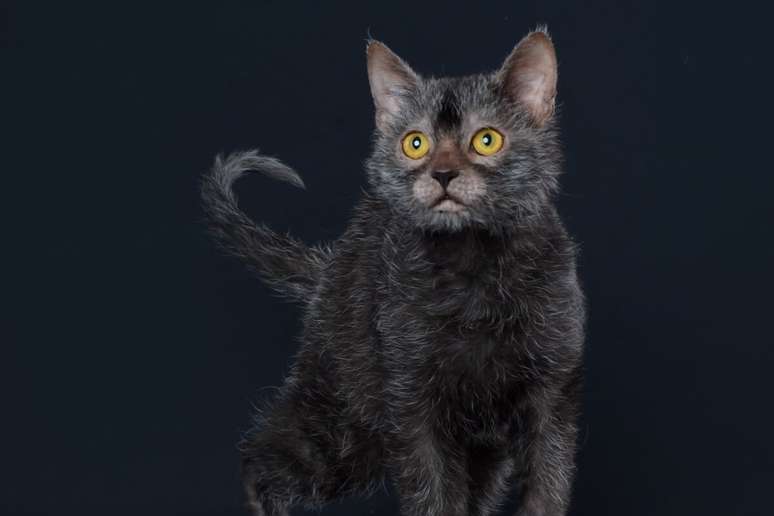 O lykoi é uma raça considerada rara e lembra o mítico lobisomem