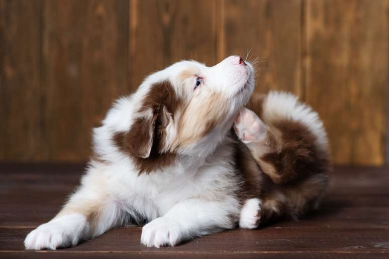 A ansiedade também pode causar coceira nos cachorros 