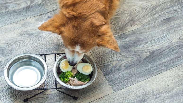 Você sabia que cães e gatos podem comer ovo?