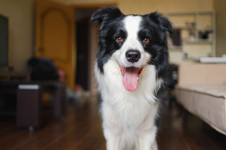 A coceira é um processo natural dos cães, mas o tutor deve ficar atento