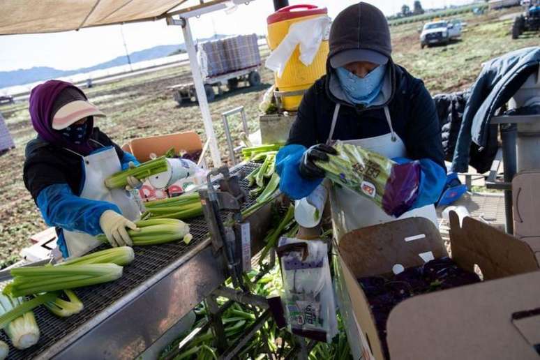 O setor agrícola da Califórnia depende dos imigrantes sem documentos para conseguir grande parte da sua mão de obra