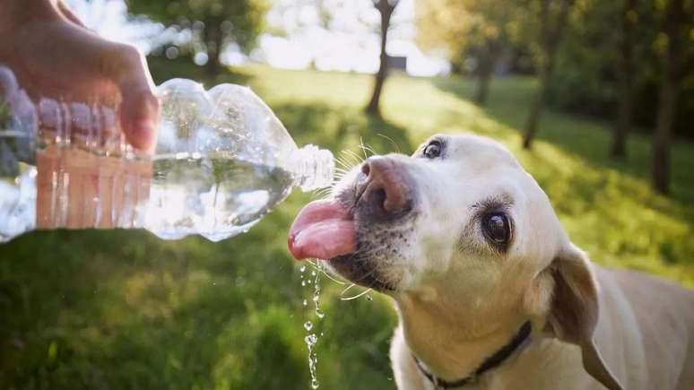 Tutores devem oferecer água fresca para os animais e evitar atividades intensas nos dias quentes