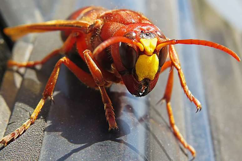 A vespa-mandarina vive em florestas do Japão e China e é a maior vespa do mundo 