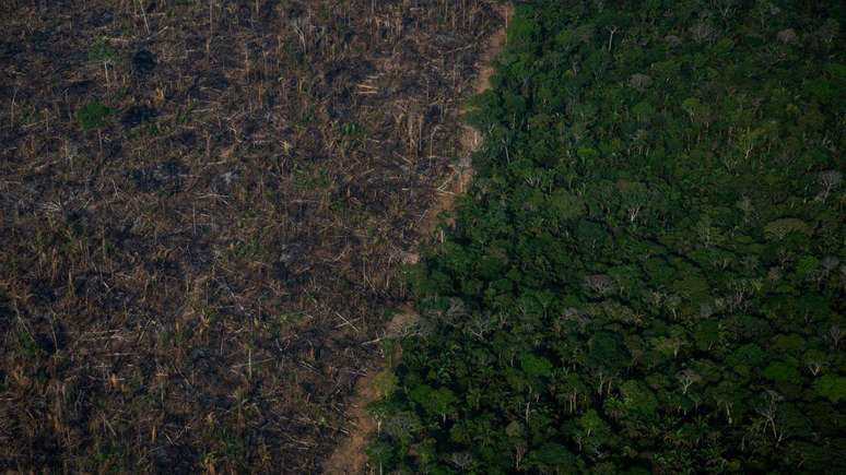 Entre 2001 e 2021, o mundo perdeu 437 milhões de hectares de cobertura florestal – 16% eram florestas primárias