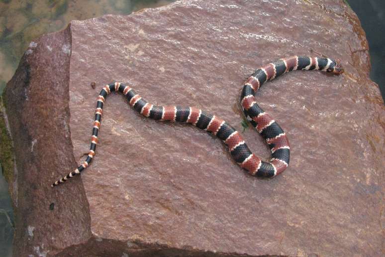 A cobra-coral é extremamente perigosa devido ao seu veneno neurotóxico 