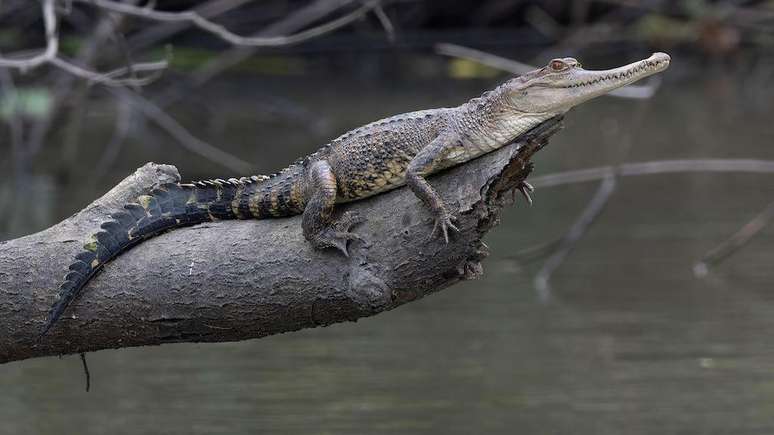 Crocodilo-de-focinho-delgado enfrenta ameaças da perda de habitat e da caça ilegal