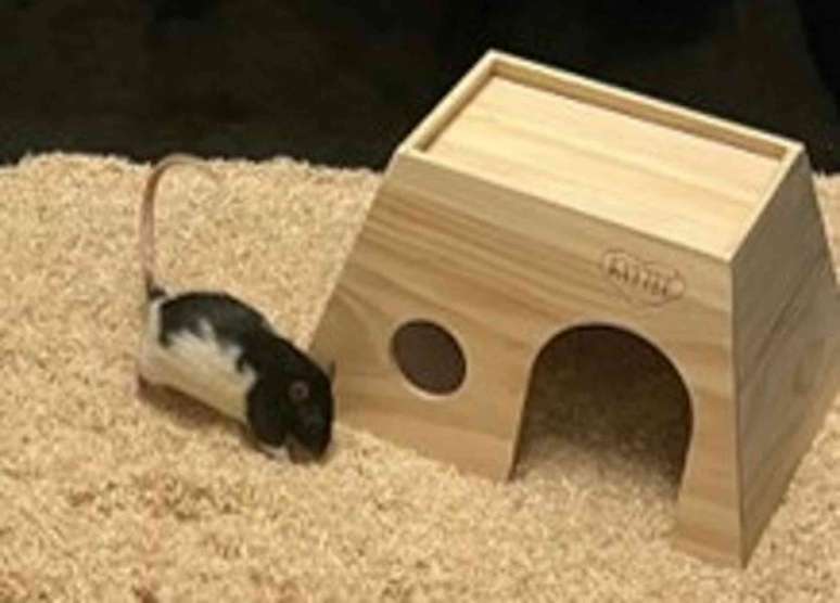 Rato ao lado de uma pequena casa, com a cauda curvada para cima como um cabo de guarda-chuva