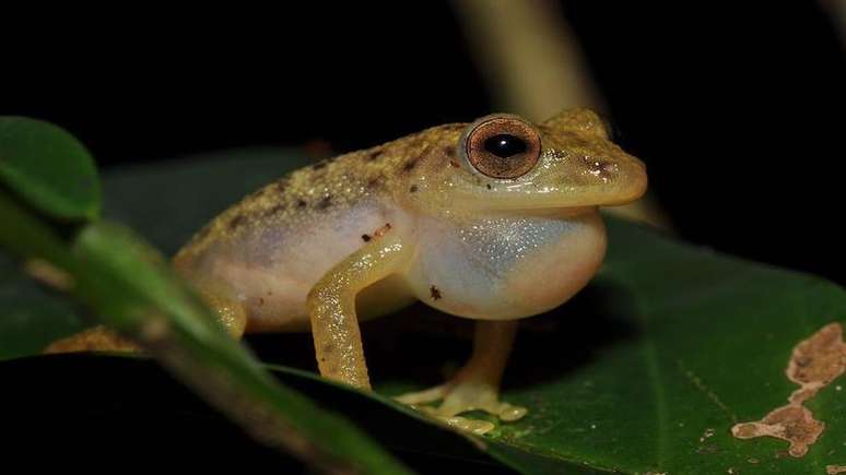 O minúsculo Congolius robustus oferece uma pista importante sobre a saúde de seu habitat