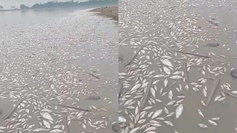 Mortandade de peixes no Igarapé do Costa preocupa ribeirinhos no interior do Pará