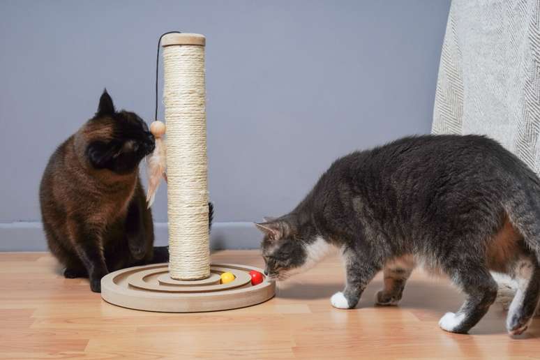 Os gatos gostam de rotina e precisam de horário para alimentação, brincadeiras e descanso 