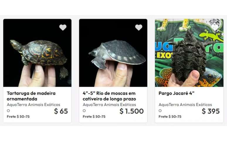 A loja também vende outras tartarugas por preços que chegam a US$ 1.500