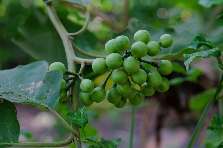 A jurubeba é uma planta medicinal tradicionalmente usada para apoiar a digestão e promover o bem-estar do organismo