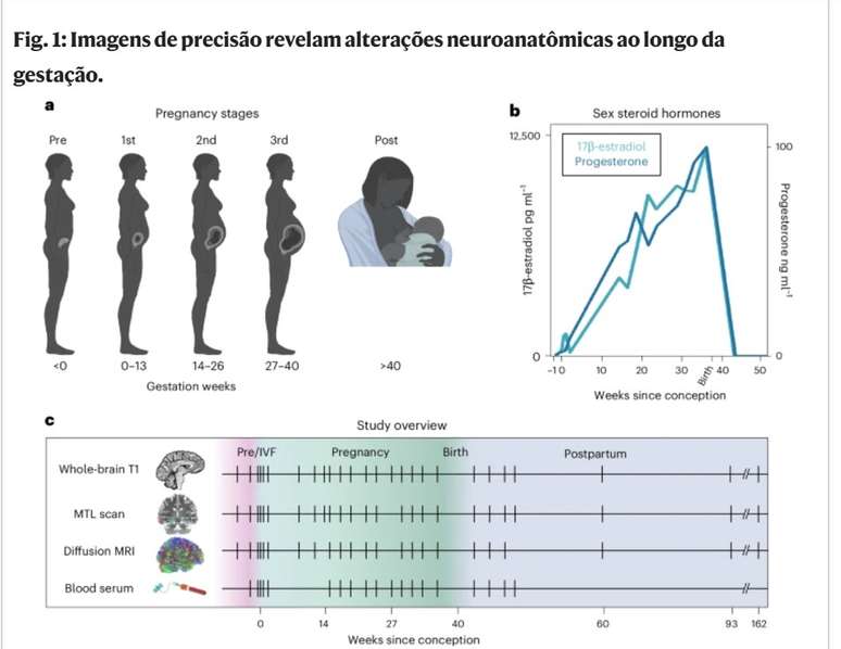 Estudo revela mudanças neurais ocorridas durante a gravidez