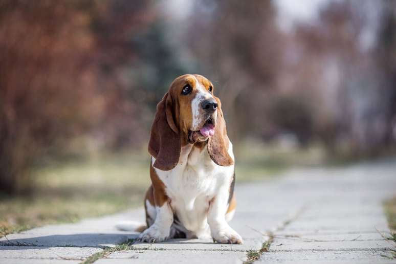 O basset hound precisa de cuidados especiais devido àbetano android appestrutura física 