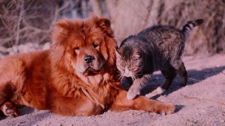 Cada vez mais, animais de estimação