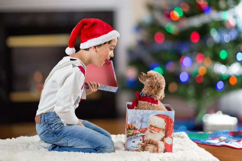 Para dar um animal de estimação como presente é necessário planejamento