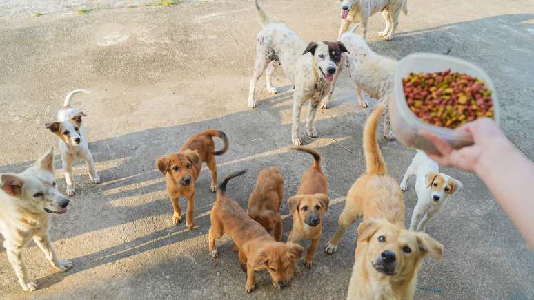 É importante que os cães tenham horário para se alimentar