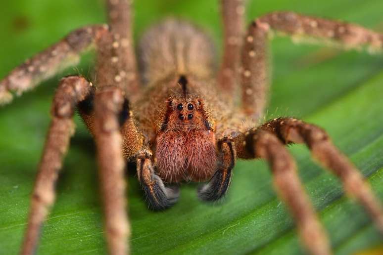 A picada da aranha-armadeira causa dor intensa, taquicardia e, sem tratamento, pode ser fatal 