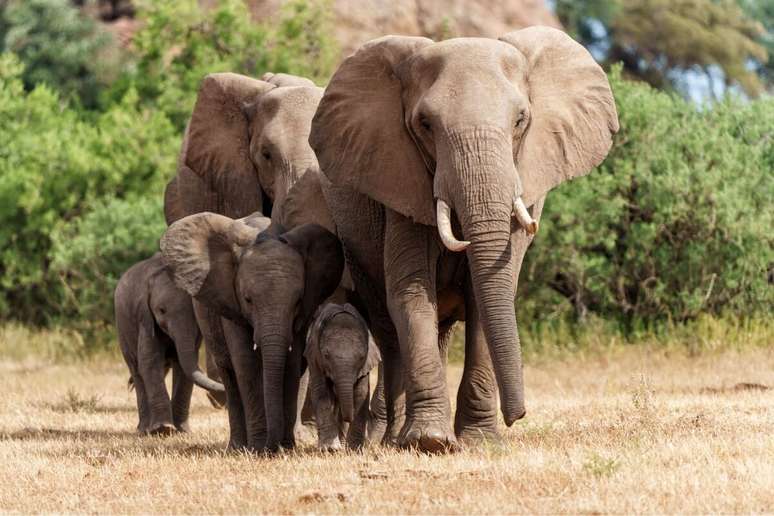 O elefante-africano pode se tornar extremamente perigoso quando ameaçado 