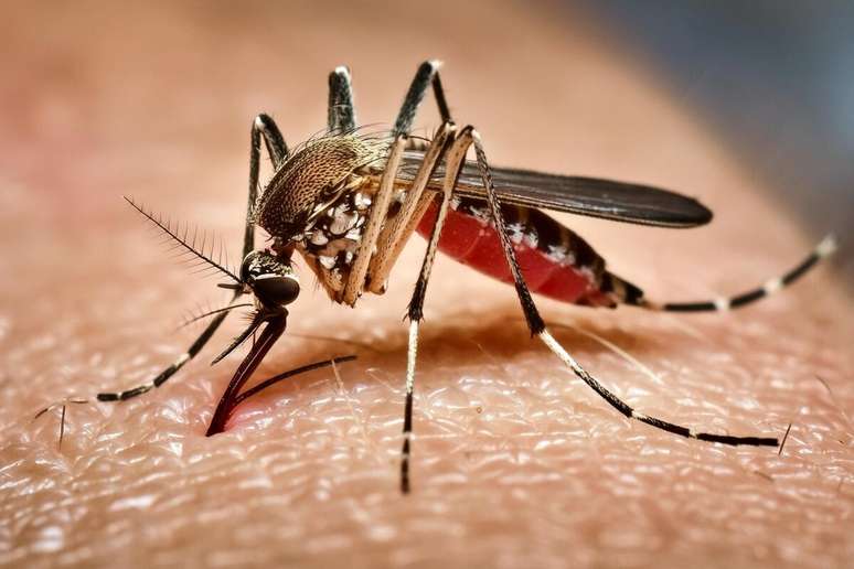 O mosquito da dengue transmite doenças graves como dengue, zika, chikungunya e febre amarela 