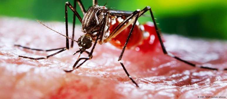 O mosquito Aedes aegypti é o principal vetor da dengue