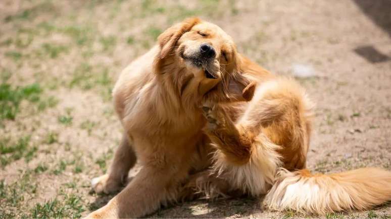 Tutores devem se atentar aos cuidados com a pele e pêlo dos pets durante o verão