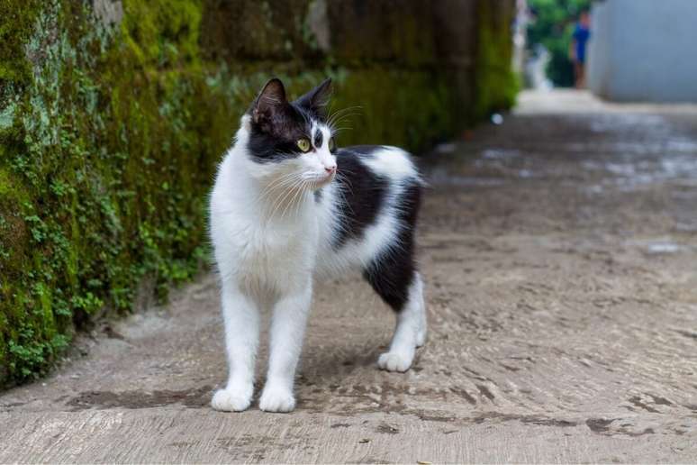 O gato manês tem uma aparência distinta e um temperamento encantador