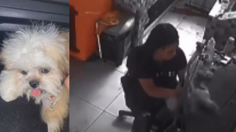 Vídeo: Cachorro de 8 meses morre durante durante tosa em pet shop