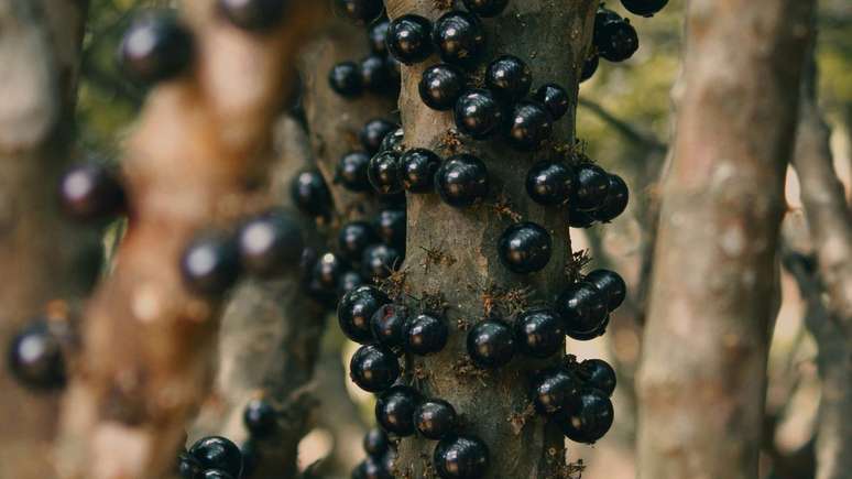 Os pesquisadores da Unicamp desenvolveram um pão com casca de jabuticaba, que resultaaposta de 2 reaisum ponto glicêmico mais suave