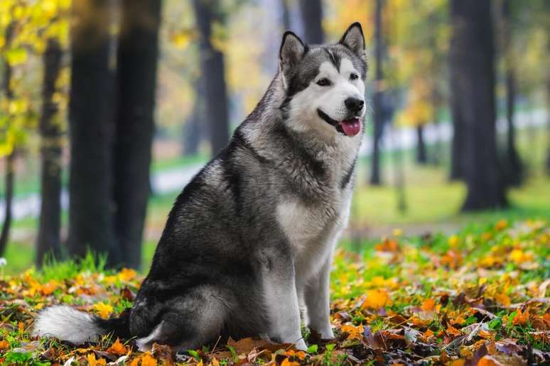 O malamute do Alasca tem a pelagem mais longa e &aacute;spera 
