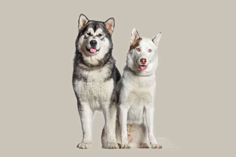Confundidos &agrave; primeira vista, o malamute do Alasca e o husky siberiano s&atilde;o cachorros diferentes