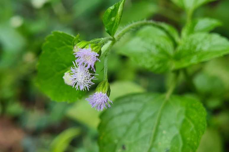 O mentrasto pode ajudar a reduzir as dores menstruais 
