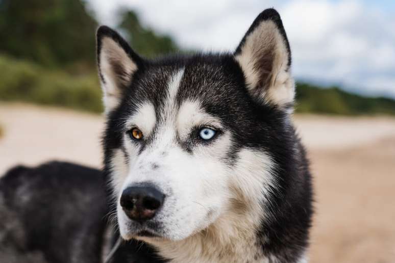 As orelhas do husky siberiano s&atilde;o triangulares 