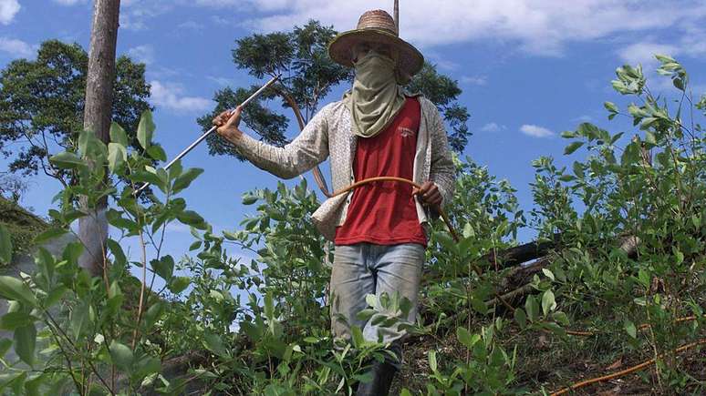 Colômbia, Bolívia e Peru são responsáveis por quase 100% da produção mundial de coca