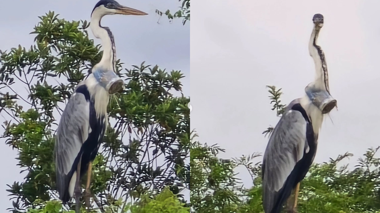 Garça estava com copo plástico preso no pescoço