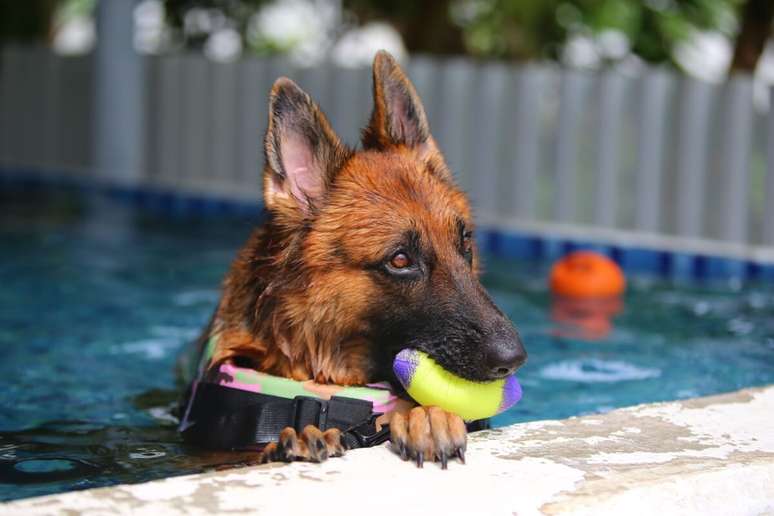 O hotel deve ter atividades para que os animais se divirtam e se mantenham entretidos 