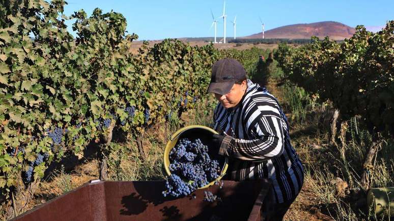 A região é fértil, onde Israel cultiva vinhedos e cria gado