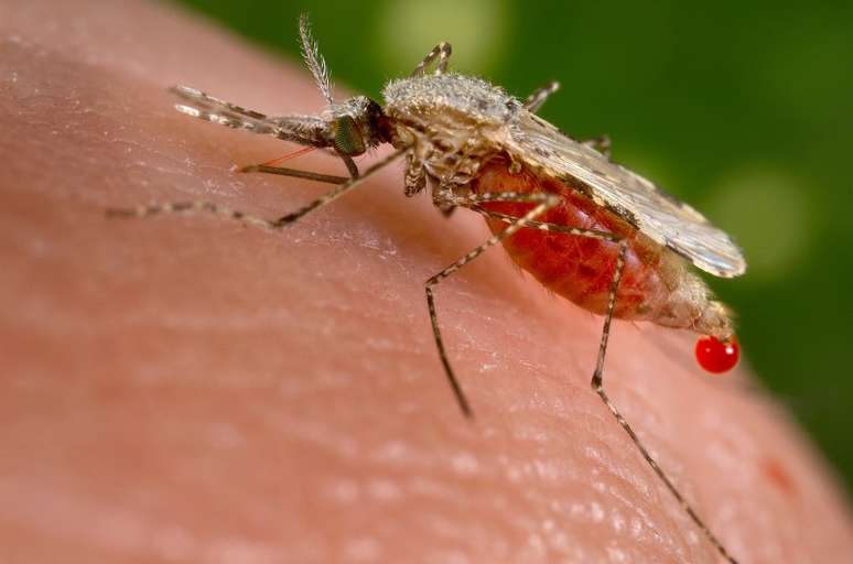 Mosquito Anopheles stephensi picando pessoa
23/11/2015
REUTERS/Jim Gathany/CDC/Handout via Reuters/File Photo