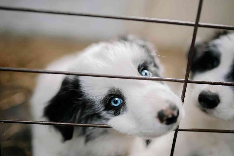 Um cachorro com olhos azuis olha para o observador através de uma gaiola.