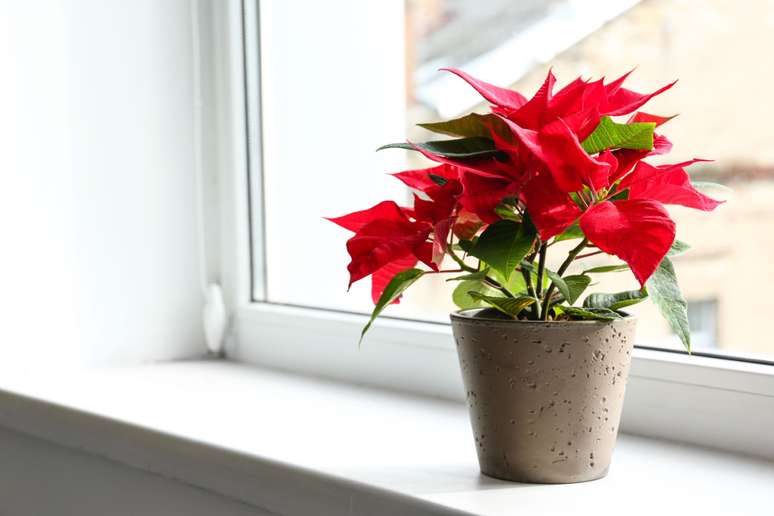 A bico-de-papagaio é ótima para decorar a casa no Natal 