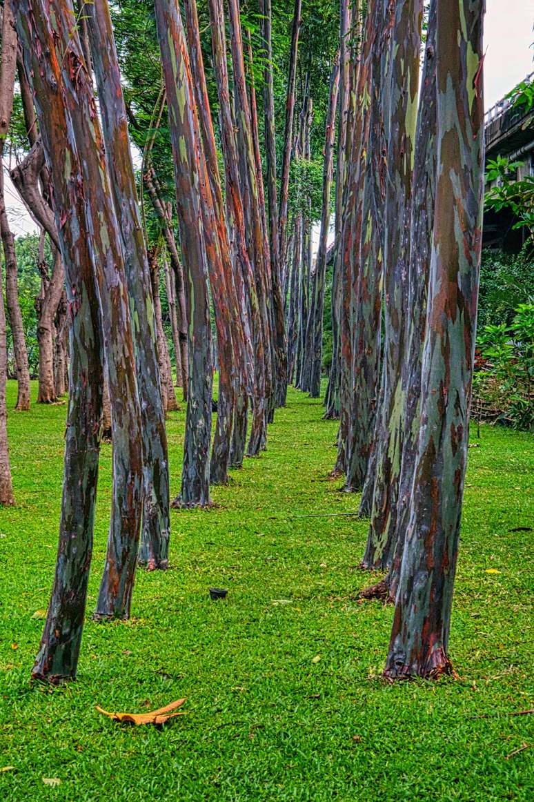 Eucalyptus deglupta