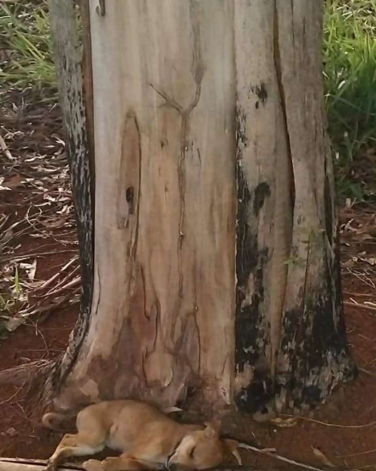 Cão que teria sido uma das vítimas do matador de animais